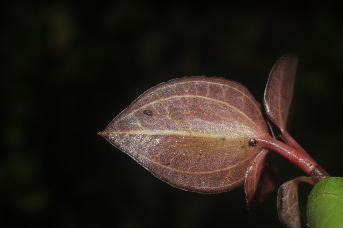 Anoectochilus regalis Blume